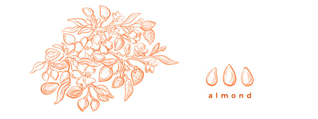Almond tree, nut, flower. Vintage sketch template - obrazy, fototapety, plakaty