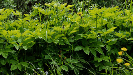 Image of green vegetation in spring, grass, bushes.
