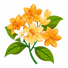 Orange jasmine a.k.a. orange jessamine 