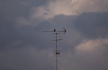 antenna on a roof