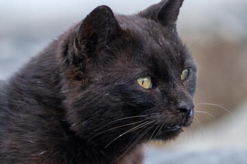 black old cat's face