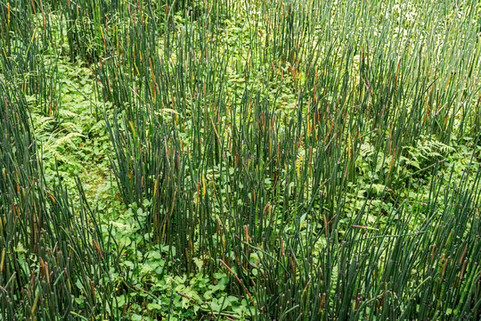 Equisetum Hyemale or Scouring rush horsetail is a grass-like bamboo plant.
Green carpet of growing reeds in water pond.