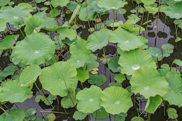 Green lily pads with dew.
Aquatic plants that nurture from the mud in the ponds.
