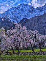 spring in the mountains