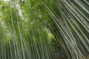 Bamboo Forest in Japan, Arashiyama, Kyoto.
Majestic bamboo growing to immense heights.
