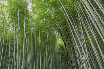 Bamboo Forest in Japan, Arashiyama, Kyoto.
Majestic bamboo growing to immense heights.
