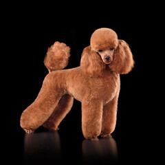 Beautiful red toy poodle