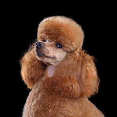 Red toy poodle close up