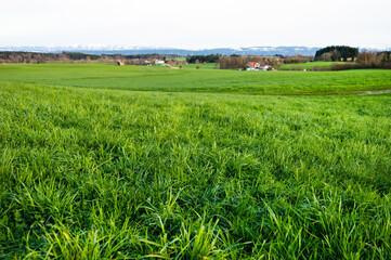 Green meadow Bavarian Landscape spring farming pasture countryside