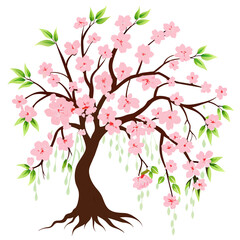 Weep Cherry Blossoms stock photo