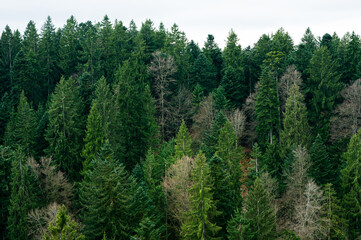 Aerial view on green pine mixed forest