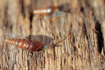Very small shell snail from the smooth snail family.