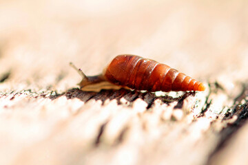 Very small shell snail from the smooth snail family.