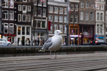 A seagull stands confidently on the wooden planks of a city quay, with blurred Amsterdam canal houses in the background. Seagull Posing in City Canal Scene