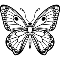  high quality vector art | butterfly illustration line art, outline | adobe stock	