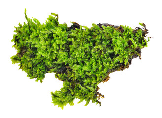 Green moss transparent png
