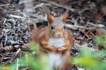 Gros plan portrait d'un petit écureuil roux dans la nature