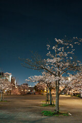 夜の公園と桜の木