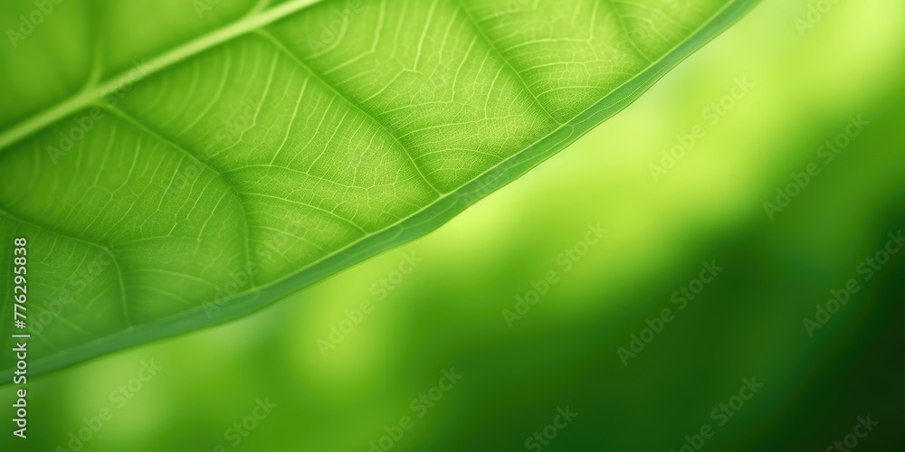 Poster the close-up of leaf texture in green abstract nature background with a soft focus. exuberant image.