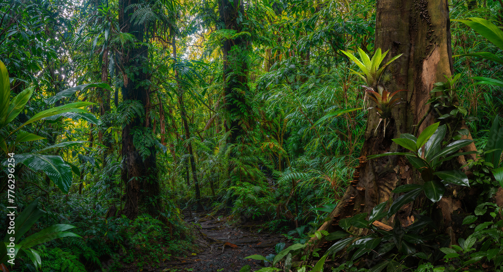 Sticker tropical rainforest with big trees