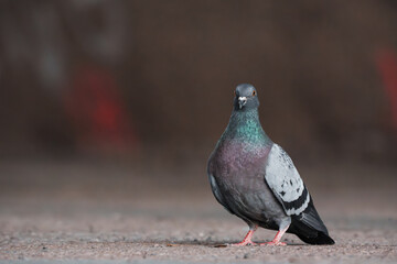 pigeon in the city