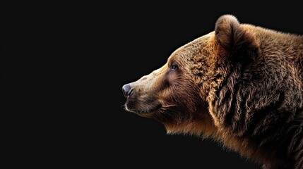 portrait of a brown grizzly bear photo studio setup with key light, isolated with black background - obrazy, fototapety, plakaty