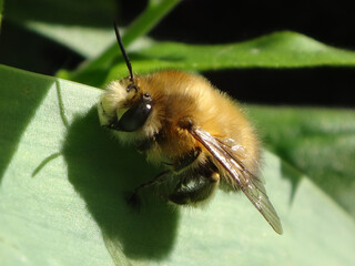 Male hairy-footed flower bee (Anthophora plumipes) resting on a forget-me-not leaf