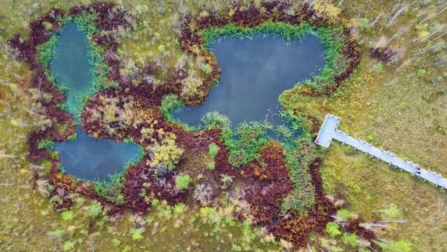 Beautiful swamp,marsh, many colors, colourful, trees,nature