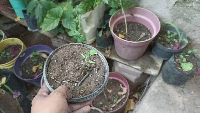 Mexican chili plant, grown in pot