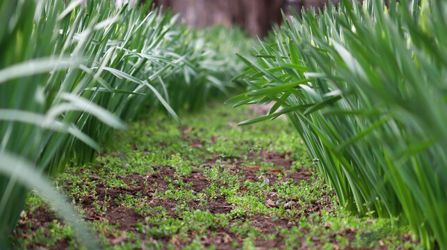 Two beds flank a frame of blooming daffodils on green stems, selective focus