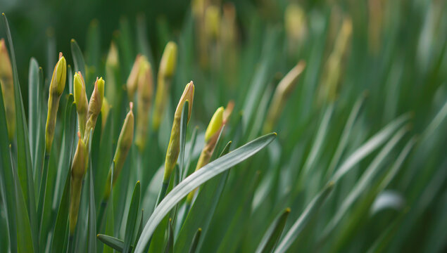 Horizontal background of blooming daffodils on green stems, selective focus
