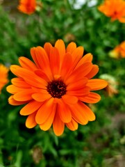 orange dahlia flower
