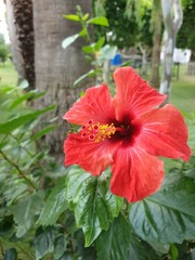 red hibiscus flower
