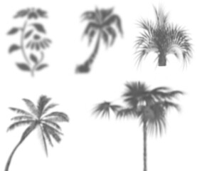 Fototapeta na wymiar Shadow of the palms tree on transparent background. light effect