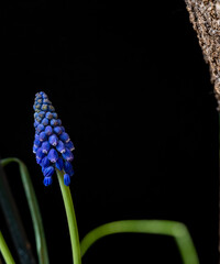 A blue flower photographed on a black background. Natural light. Concept art.
