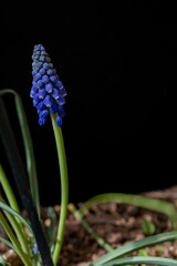 A blue flower photographed on a black background. Natural light. Concept art.

