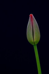 Big red tulip bud on a black background. Photographed in natural light. Concept art.
