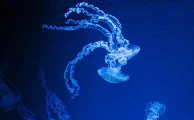 underwater photos of jellyfish chrysaora plocamia south america sea nettle