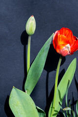Blooming red tulip and one tulip bud on a black background photographed close up. Concept art.
