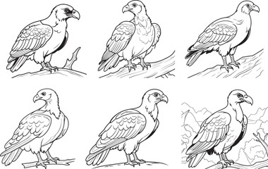 Turkey Vulture coloring page and outline vector design