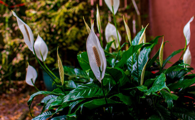 Spathiphyllum in bloom against the background of a wall and plants.