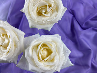 White roses on a purple background.