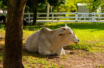 A white cow is resting in a pen on the grass.