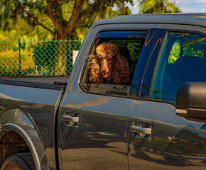 Beautiful royal poodle in the car window.