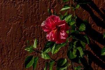 Pink Chinese hibiscus against a brown wall.