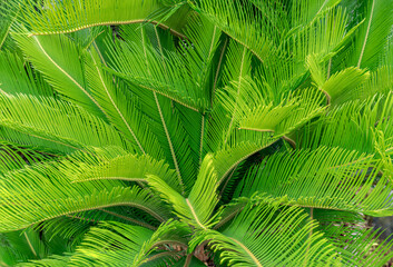 Full-grown tree Cycas revoluta also called sago palm, king sago, sago cycad.
Japanese sago palm.
 - obrazy, fototapety, plakaty