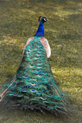 Obraz premium peacock in the park