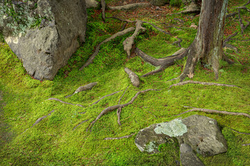 Tree roots and sunshine in a green forest.
Roots that look like branches over a moss carpet.  