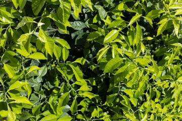 Obraz premium Lush Green Foliage in Sunlight