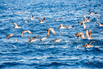 seagull flying over water 